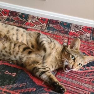 Meet your Posher, Alison